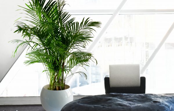 Indoor Plant - 001 Pot - 010 Supplier Malaysia | Indoor Plant - 001 Pot ...