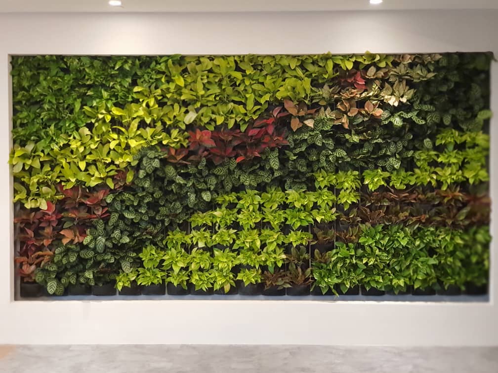 Live-shrub