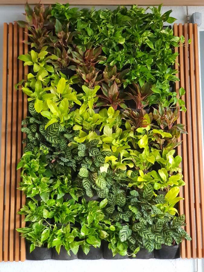 live-shrub-2