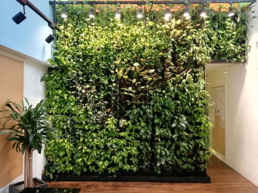 live-shrub-3